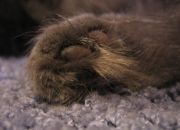 ������ "Cat"