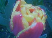 ������ "�����"