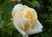 ������ "��� �����"