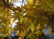  "Autumn ride, Sendai"