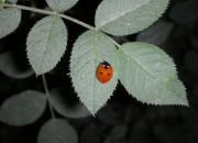 ������ "�����"