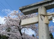  "Sakura in Sendai"