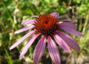 ������ "�����"