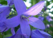 ������ "�������"