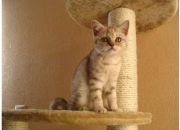 ������ "���"