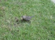 ������ "��������"
