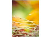 ������ "�������"