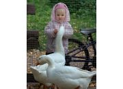 ������ "�������������� ��������"