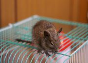 ������ "����"