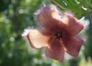  "Stapelia hirsuta"