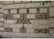 ������ "������� 2009"