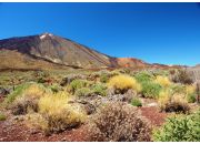  "Summer holidays - Teneriffe"