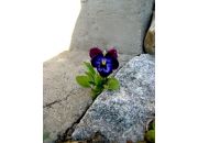 ������ "�������"