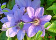 ������ "�������"