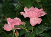 ������ "�������"