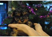 ������ "���"