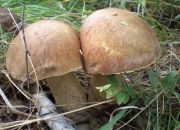 ������ "�������"