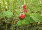 ������ "�������"