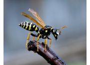 ������ "�����"