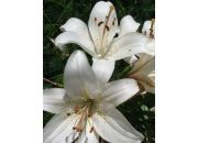 ������ "�������"