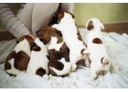 ������ "��������"