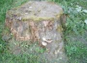 ������ "�������"