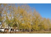 ������ "�������"