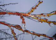 ������ "�������"