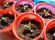 ������ "�������"