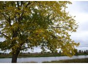 ������ "111"