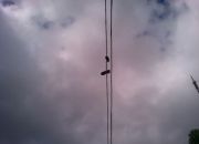  "Sneekers on wire"