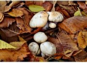 ������ "�������"