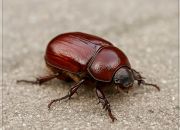 ������ "�����"