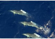 ������ "��������"
