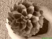 DSC00446