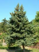 �����. ���