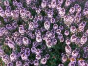 CIMG0879