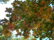 DSC00437