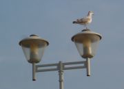 . Kijkduin.