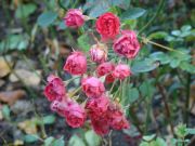 DSC09345