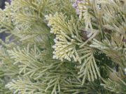 moroz
