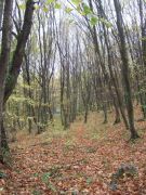 DSCF3464