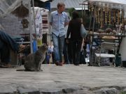 ����� ���� ����� �������