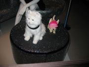 ������� 206