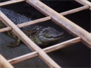 crocodile