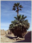 palm