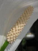 IMG 4152