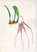 Bulbophillum sp.