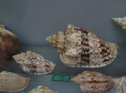 IMG 6699