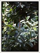 Ficus elastica